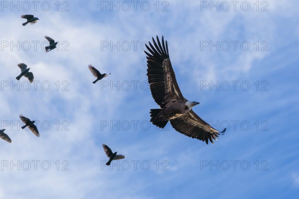 Crowded sky. A griffon vulture (Gyps fulvus) flies accompanied by a flock of jackdaws (Coloeus