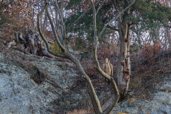 A griffon vulture (Gyps fulvus) rest high up in tree. A rockwall behind him. Austria