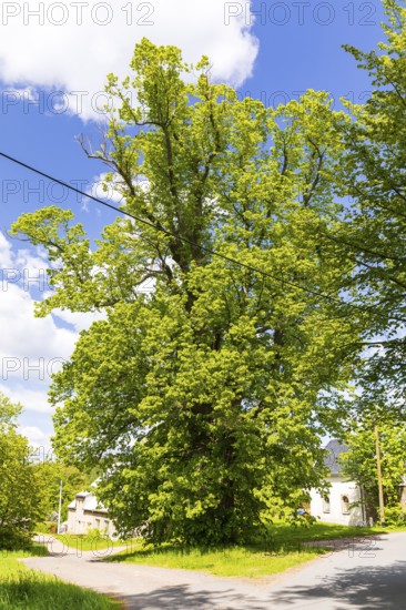 Old, solitary lime tree (Tilia) near the castle in Bärenstein, Altenberg, Osterzgebirge, Saxony,