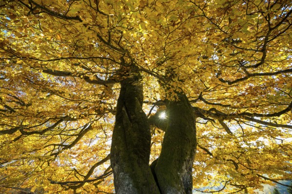 Autumn-colored beech, Wiesental, Black Forest, Baden-Württemberg, Germany