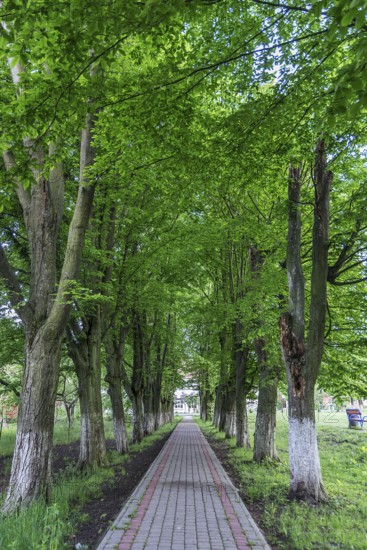 Linden avenue (Tilia platyphyllos), Ternopillja former thorn field, Ukraine