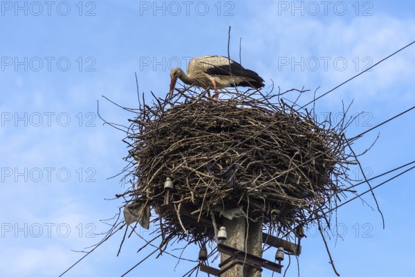 White stork (Ciconia ciconia) in the nest, Ukraine