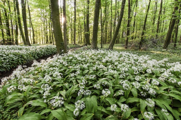 Lush forest with white wild garlic flowers (Allium ursinum), in the Bagno Forest, Münsterland,