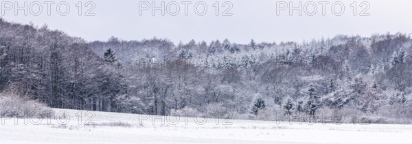 Snowy forest on Stemweder Berg on a cold winter day with a quiet atmosphere, Dümmer nature park