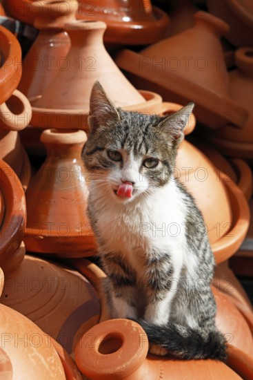 Young cat sitting on a mountain of tagines, traditional clay cooking vessels, at a sales stand in