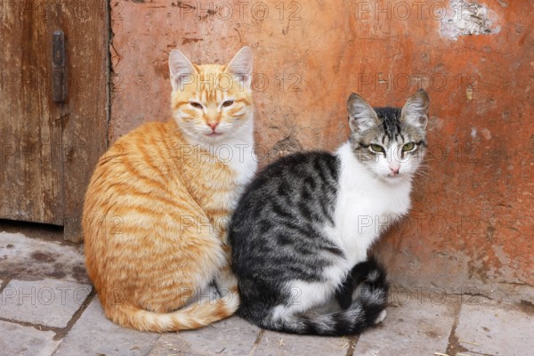 Two cats in Marrakesh, Morocco