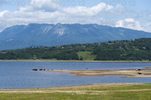 Landscape with lake, grazing animals and mountains in the background under blue sky, Tqibuli