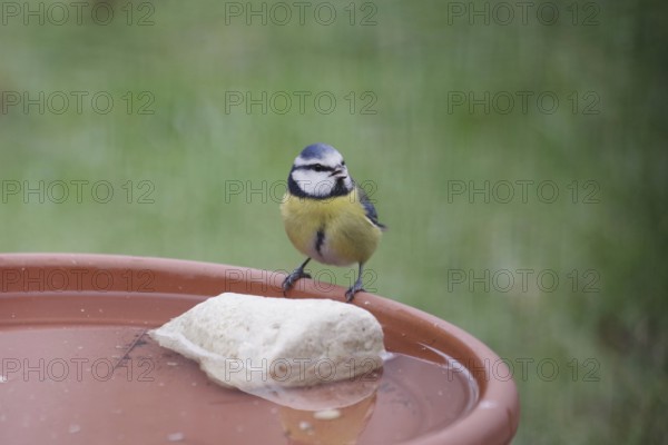 Blue tit (Cyanistes caeruleus), water, drink, thirst, winter, cute, Even in winter, birds need