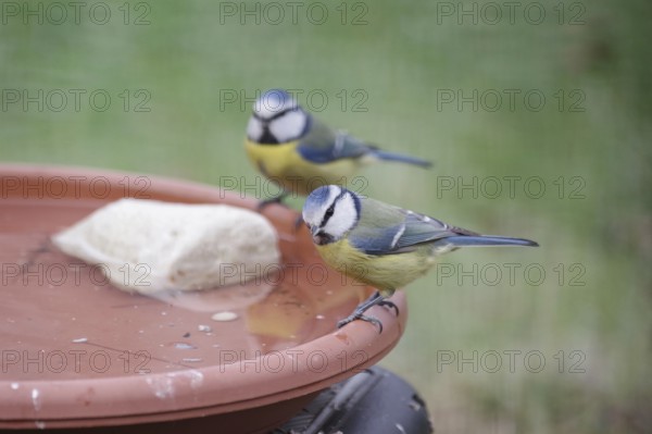 Blue tit (Cyanistes caeruleus), water, drink, thirst, two, winter, Two tits are happy about fresh