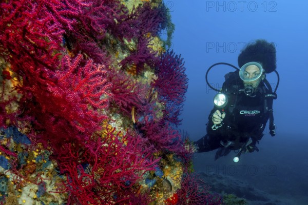 Underwater photo Diver looking at large fan of red gorgonian (Paramuricea clavata) horn coral