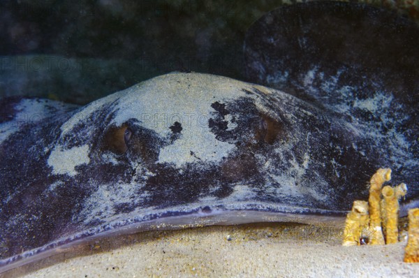 Round stingray (Taeniurops grabatus) Synonym Taeniura grabata Stingray lies under ledge of rocky