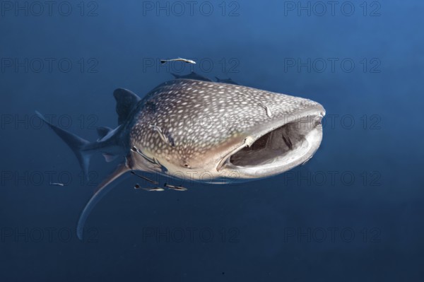 Underwater photo of large plankton-eating whale shark (Rhincodon typus) plankton-eater swimming