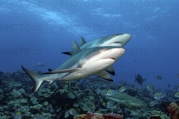 Underwater photo of two large Grey reef sharks (Carcharhinus amblyrhynchos) swimming side by side