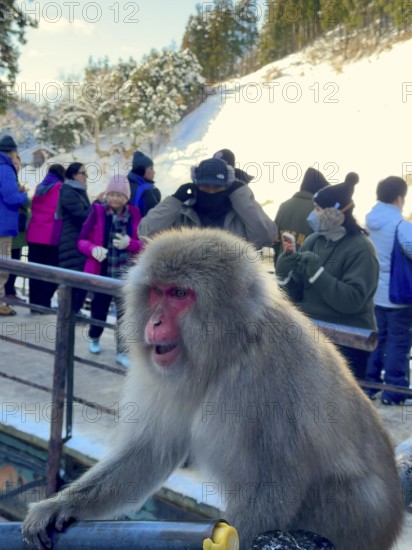 A monkey sits on a railing while people in winter clothes stand in the background, winter, snow,