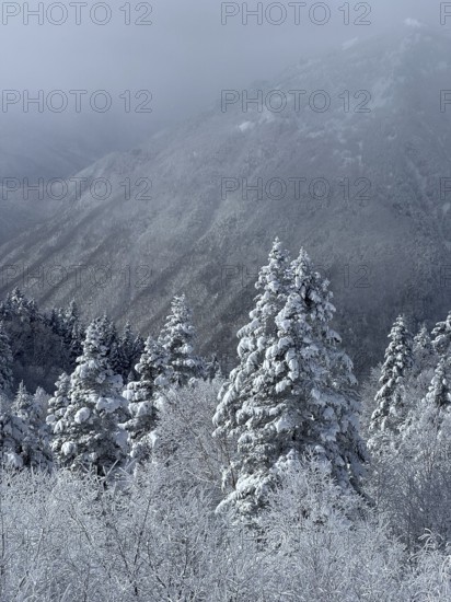 A snowy landscape with fog covered mountains and fir trees that radiates a calm winter atmosphere,