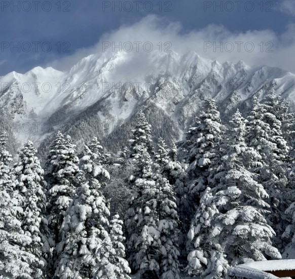Snow-covered fir trees against majestic mountains, partly covered by clouds, in a winter landscape,