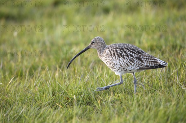 Curlew (Numenius arquata) walking on a green meadow with a long, curved beak, Dümmer nature park