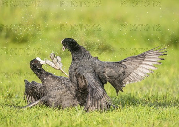 Two coots Coots (Fulica atra) fight a dramatic battle on a wet meadow with water droplets splashing