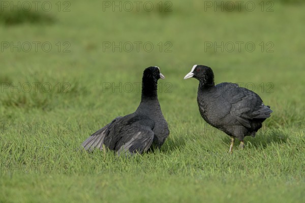 Two coots Coots (Fulica atra) facing each other in front of a territorial fight on a wet meadow,