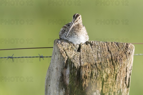 Common snipe (Gallinago gallinago), sitting comfortably on a fence post, pasture fence, Dümmer
