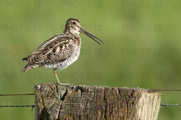Common snipe (Gallinago gallinago), calling on fence post, pasture fence, Dümmer nature park Park,
