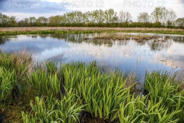 A quiet pond with dense vegetation and reflections in the water, Dümmer lowlands, Lower Saxony,