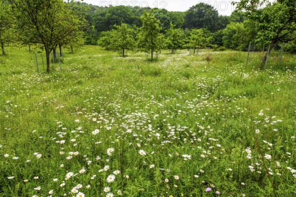 Orchard meadow with trees in the background on a spring day with daisies (Leucanthemum) and trees