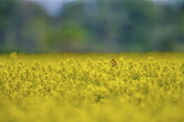 A yellow wagtail (Motacilla flava) with yellow plumage sits in a bright yellow flowering rape