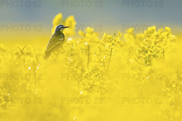 Yellow wagtail (Motacilla flava) between bright yellow rape flowers in soft light, Dümmerniederung,