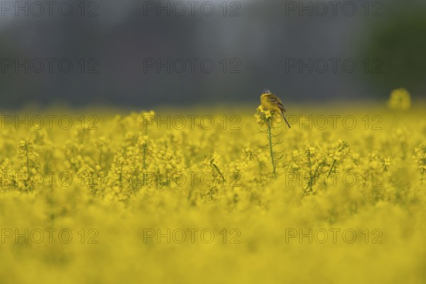Yellow wagtail (Motacilla flava) sitting on a yellow rape plant in a flowering field under a grey