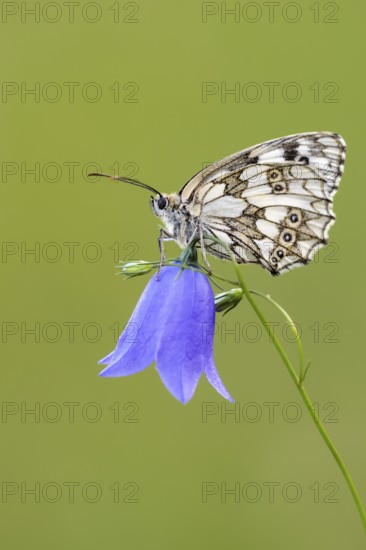 Checkerspot butterfly (Melanargia galathea) on bellflower (Campanula), Bad Münstereifel, North