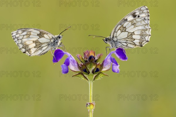Checkerspot butterfly (Melanargia galathea) on Large Self-heal (Prunella grandiflora), Bad
