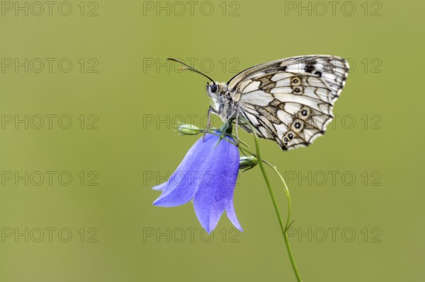 Checkerspot butterfly (Melanargia galathea) on bellflower (Campanula), Bad Münstereifel, North