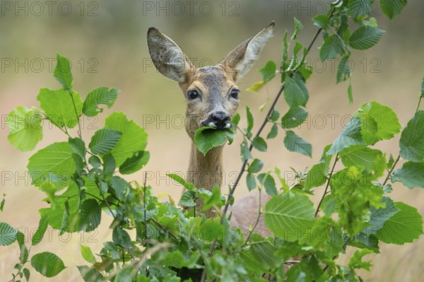 Female roe deer (Capreolus capreolus) in a meadow, grazing on a leaf, feeding, browsing, Vechta,