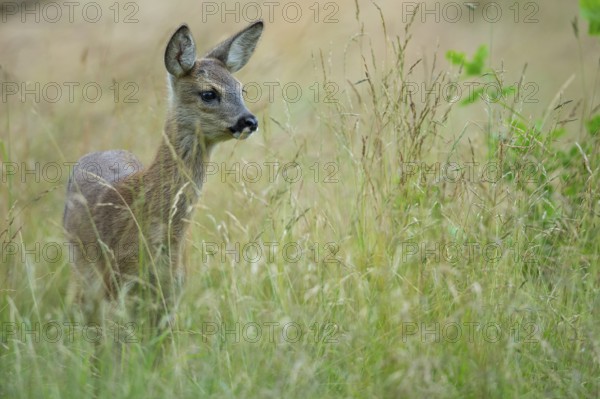 Fawn of a roe deer (Capreolus capreolus) in a meadow, Oldenburger Muensterland, Vechta, Lower