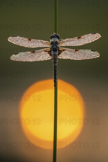 Four-spotted dragonfly (Libellula quadrimaculata) in the morning dew in the moor, Goldenstedter