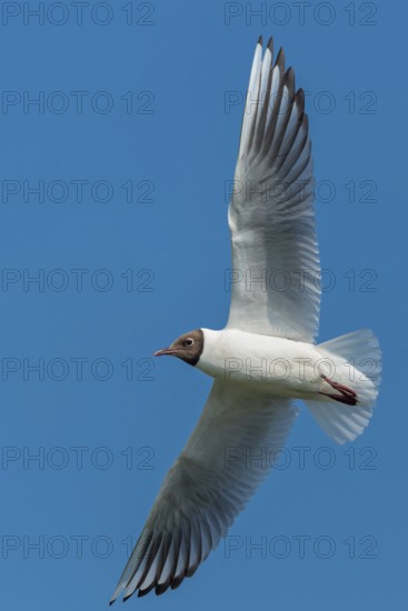 Flying Black-headed Black-headed Gull (Chroicocephalus ridibundus), Lembruch, Lower Saxony, Germany