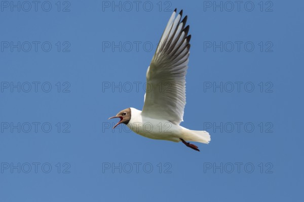 Flying Black-headed Black-headed Gull (Chroicocephalus ridibundus), Lembruch, Lower Saxony, Germany