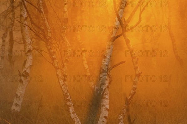 Birches (Betula) in the fog at dawn in the Molberger Dose, moor, raised bog, Molbergen, Lower
