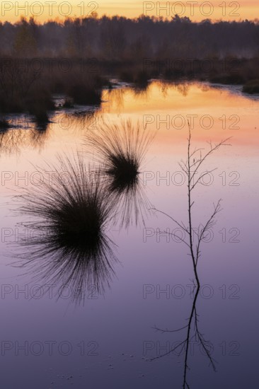 Birch (Betula) reflected in the water at dawn in the Molberger Dose, Hochmoor, Molbergen, Lower