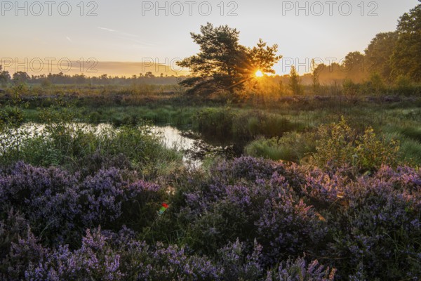 Sunrise in Venner Moor at heather blossom in late summer, Neuenkirchen-Vörden, Lower Saxony,