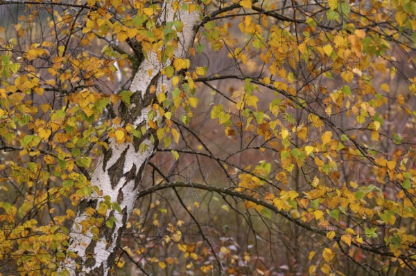 Autumnal birch (Betula) with coloured leaves in the moor, Molberger Dose, Molbergen, Lower Saxony,