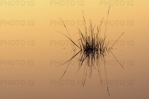 Reflection of moor grass (Molinia caerulea) in the water at sunrise in the moor, Molbergen, Lower