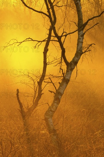 Birches (Betula) in the fog at dawn in the Molberger Dose, moor, raised bog, Molbergen, Lower