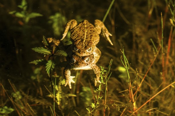 Two natterjack toads (Bufo calamita) mating in the water surrounded by plants, Dümmer nature park
