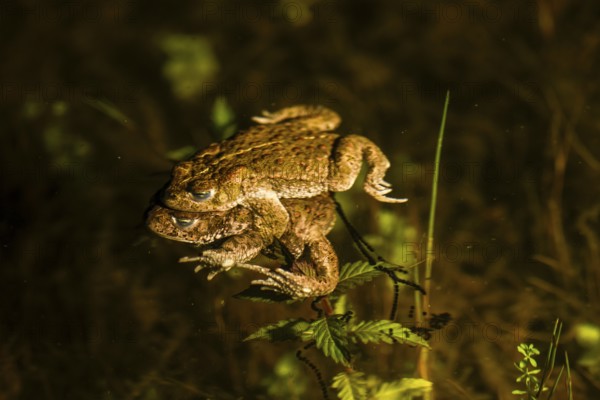 Two natterjack toads (Bufo calamita) mating in the water surrounded by plants, the female dragging