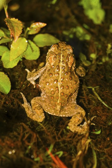 A natterjack toad (Bufo calamita) running in top view with its characteristic dorsal pattern,