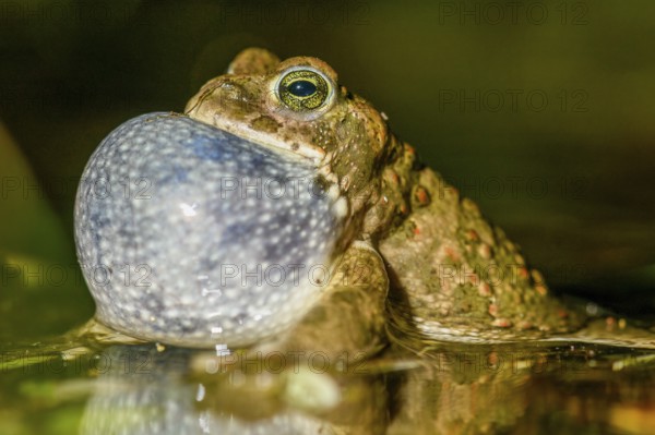 Portrait of a natterjack toad (Bufo calamita) calling during courtship and reflected with its sound