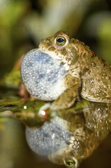 Portrait of a natterjack toad (Bufo calamita) calling during courtship and reflected with its sound