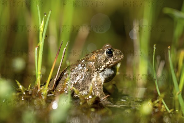 A natterjack toad (Bufo calamita) sits between marsh plants in its spawning water during courtship,